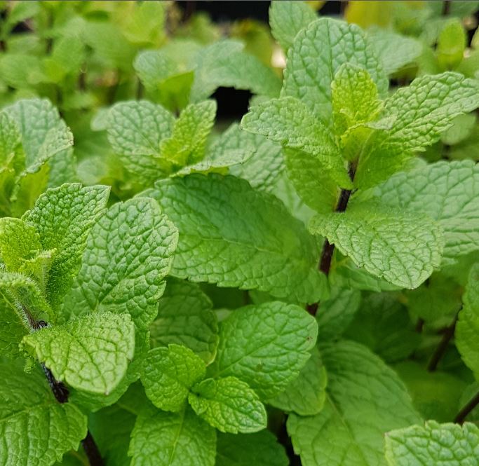 Herb Spanish Mint - Farmyard Nurseries