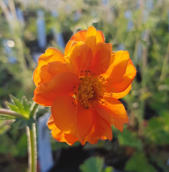 Geum Chiloense Princess Juliana Farmyard Nurseries 