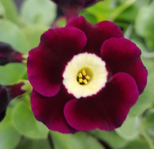 Primula auricula 'Jack Dean' - Farmyard Nurseries