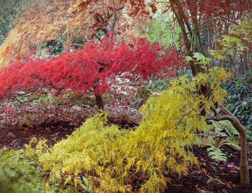 The Enchanting World of Acer Palmatums: History, Care, and Cultivation