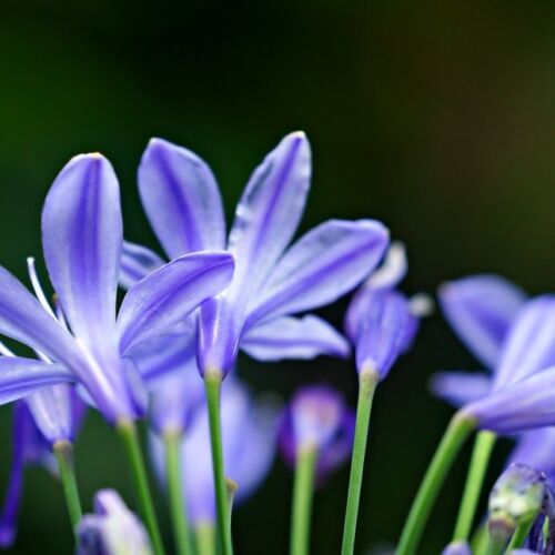 lilac lily with purple stripe down the middle of the petal