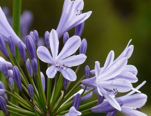 Agapanthus: A Stunning South African Native for Your Garden