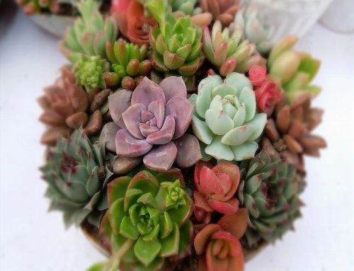 The Joys of growing Succulent Houseplants