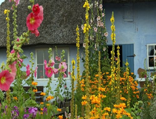 Creating a Cottage Garden