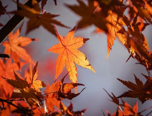 Autumn Planting