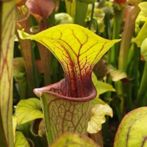 Sarracenia oreophila