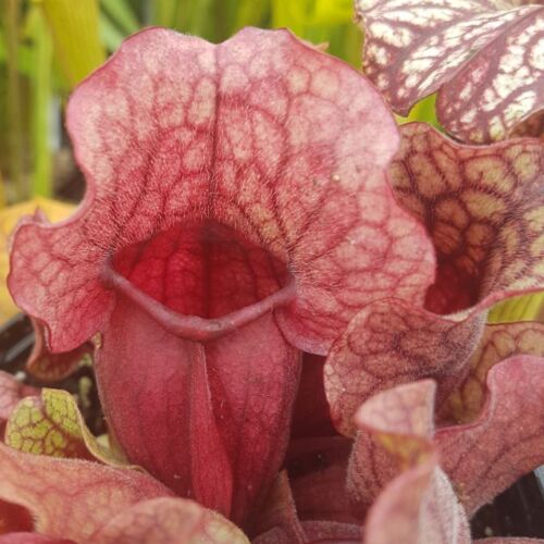 Sarracenia purpurea/rubra