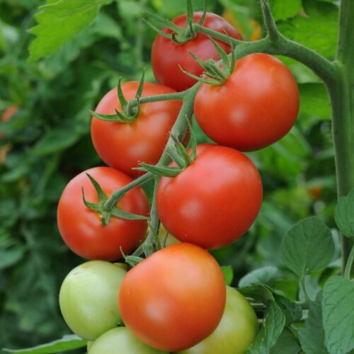 Herbs Fruit & Veg.