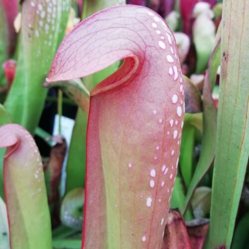 Sarracenia minor
