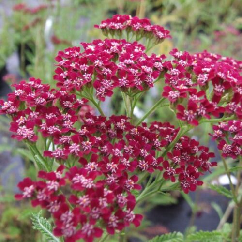 Herbaceous ABC
