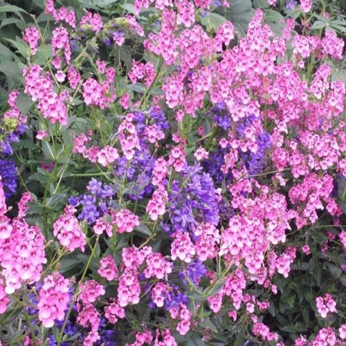 Herbaceous DEF