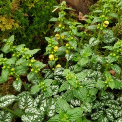 Ground cover plants