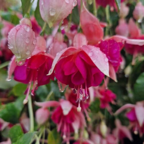 delicate pale pink and cerise ballerina like flowers