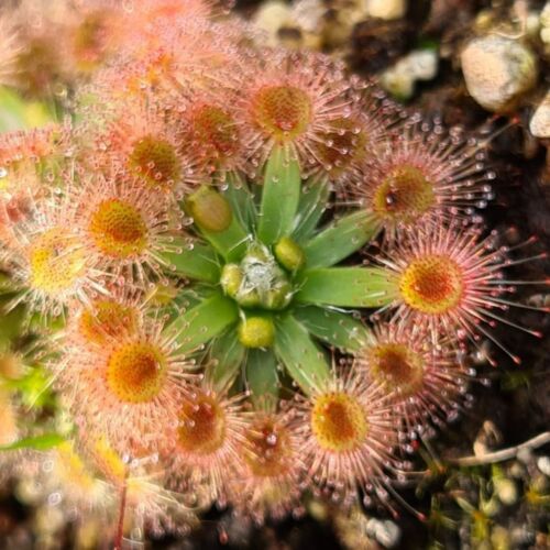 Other Carnivorous plants