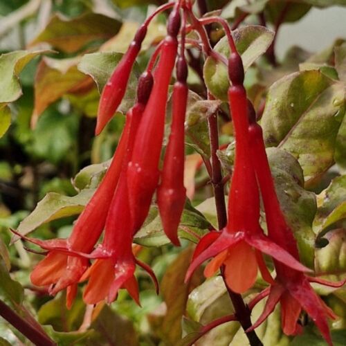 red long tubular flowers hang daintily off green foliage