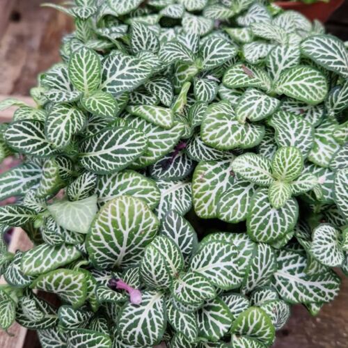 House Plants