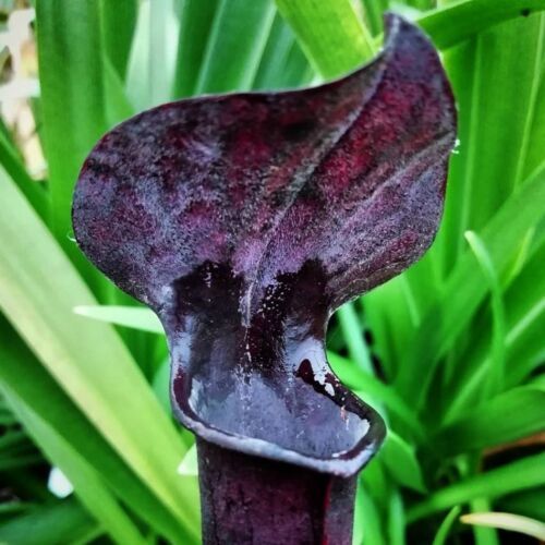Sarracenia alata