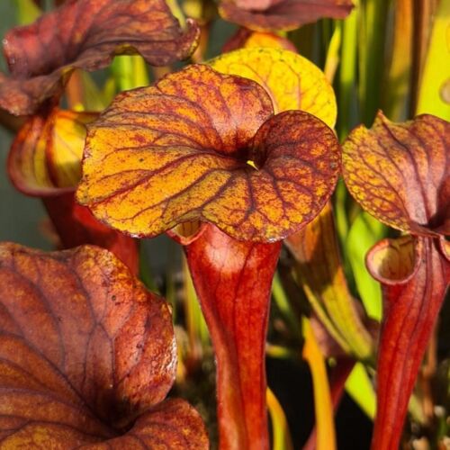Sarracenia flava