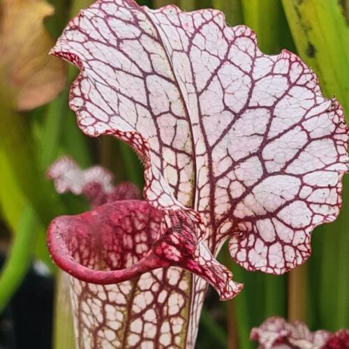 Sarracenia hybrids