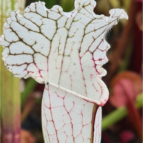 Sarracenia leucophylla